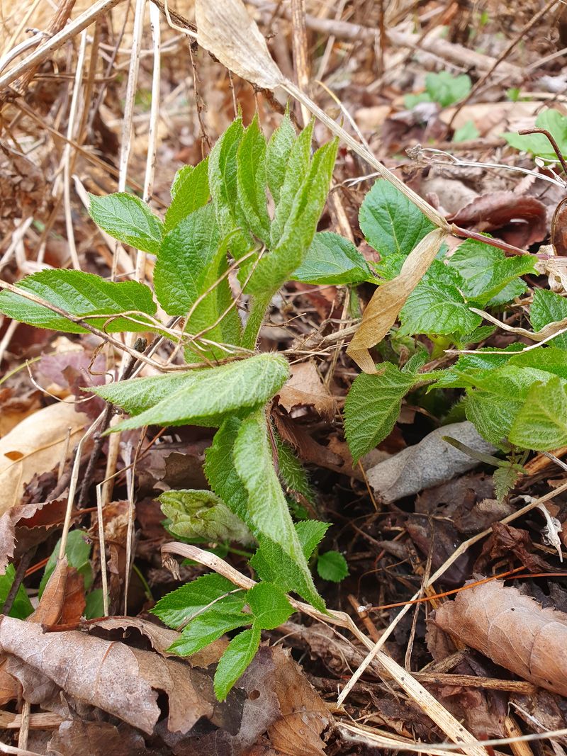 예천토종꿀벌 님의 장터 판매 상품 [땅드릅1kg] 첨부 사진