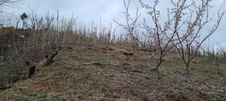 하상경님의 두릅 · 수확 작성글 사진