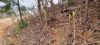 하상경님의 두릅 · 수확 작성글 사진