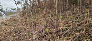 하상경님의 두릅 · 수확 작성글 사진