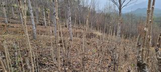 하상경님의 두릅 · 수확 작성글 사진