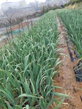 팜모닝 자유주제·자유게시판 게시글 이미지