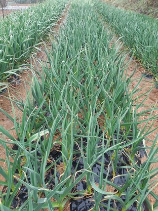 영이네 텃밭님의 자유주제 · 자유게시판 작성글 사진