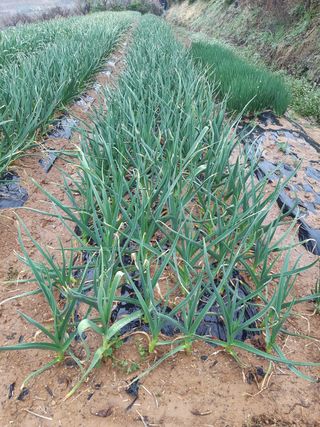 영이네 텃밭님의 자유주제 · 자유게시판 작성글 사진