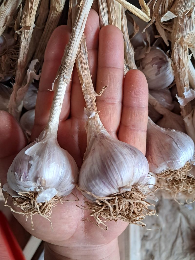 장터 상품 [[판매중단] 의성 마늘. 한접(100개)  - 무료배송] 썸네일