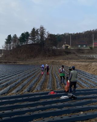 호저*윤정님의 감자 · 자유게시판 작성글 사진