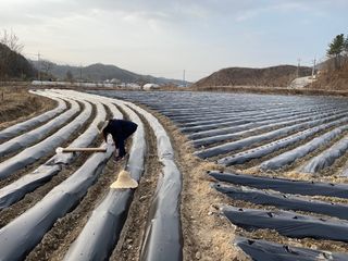 호저*윤정님의 감자 · 자유게시판 작성글 사진