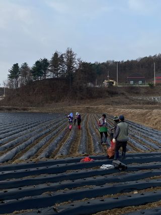호저*윤정님의 감자 · 자유게시판 작성글 사진