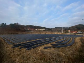 호저*윤정님의 감자 · 자유게시판 작성글 사진