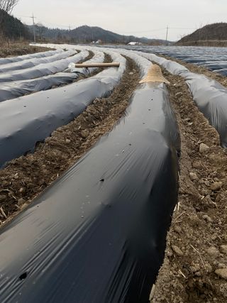 호저*윤정님의 감자 · 자유게시판 작성글 사진