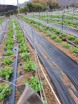 팜모닝 고추·일상 게시글 이미지