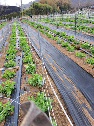 송정농장님의 고추 · 일상 작성글 사진