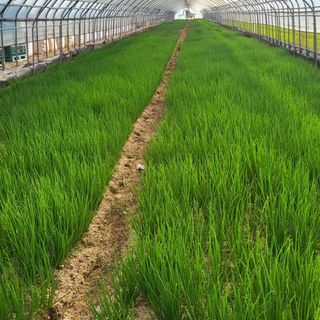 장원농원님의 자유주제 · 자유게시판 작성글 사진