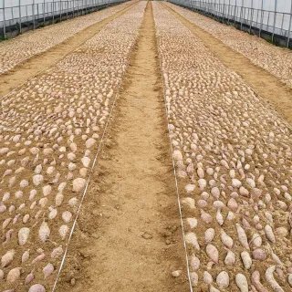 장원농원님의 자유주제 · 자유게시판 작성글 사진