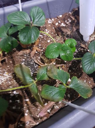 농사하는님의 기타작물 · 병해충상담 작성글 사진