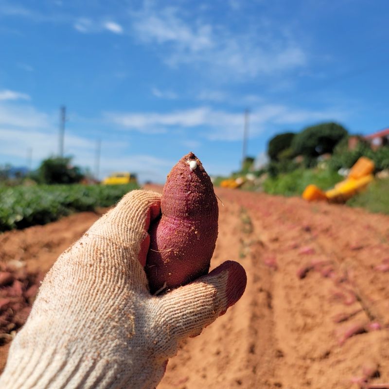 장터 상품 [✔ 왕크니까 왕맛있는 왕사이즈 특가 ] 썸네일