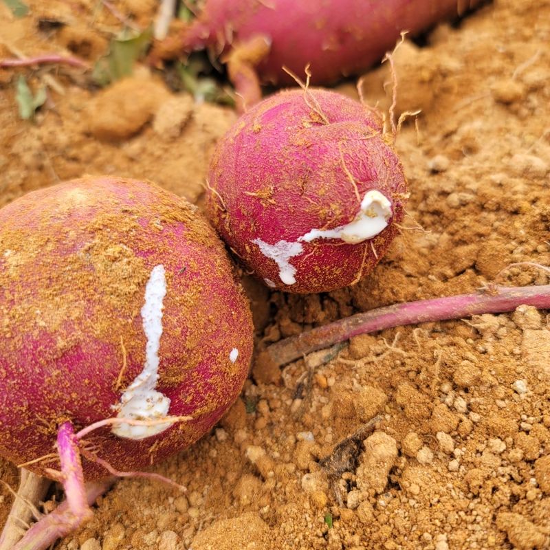 이호선님의 장터 판매 상품 [✔ 왕크니까 왕맛있는 왕사이즈 특가 ] 첨부 사진