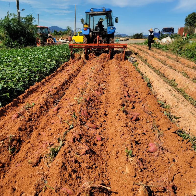 이호선님의 장터 판매 상품 [✔ 왕크니까 왕맛있는 왕사이즈 특가 ] 첨부 사진