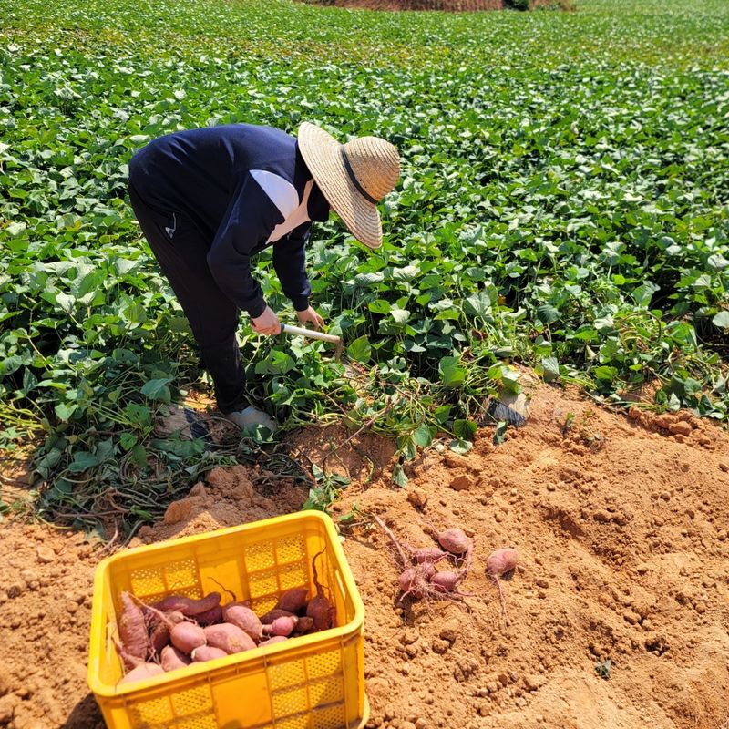 이호선님의 장터 판매 상품 [✔ 왕크니까 왕맛있는 왕사이즈 특가 ] 첨부 사진