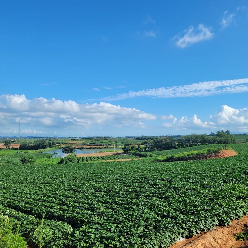 이호선님의 장터 판매 상품 [✔ 왕크니까 왕맛있는 왕사이즈 특가 ] 첨부 사진