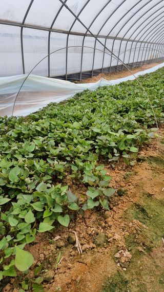 김동수님의 고구마 · 자유게시판 작성글 사진