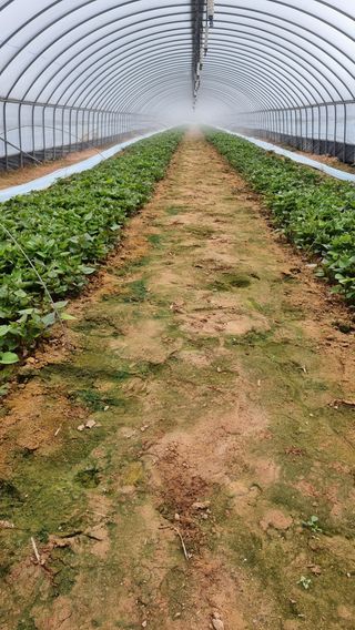 김동수님의 고구마 · 자유게시판 작성글 사진