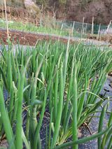 팜모닝 파·병해충상담 게시글 이미지