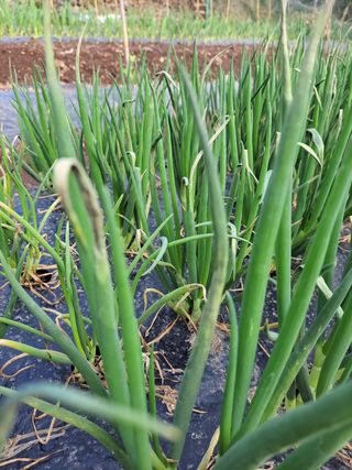 이영철님의 파 · 병해충상담 작성글 사진