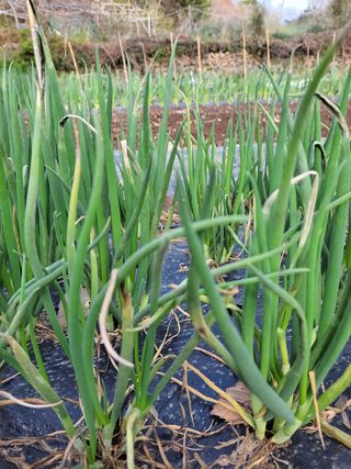 이영철님의 파 · 병해충상담 작성글 사진