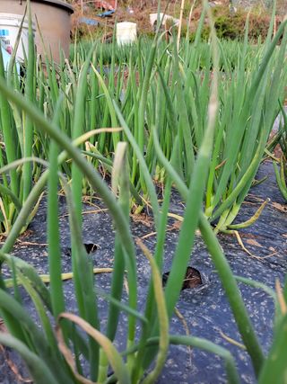 이영철님의 파 · 병해충상담 작성글 사진