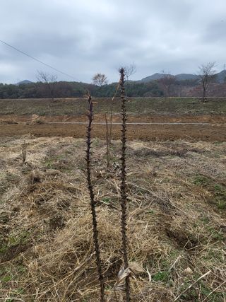 오목골농부님의 자유주제 · 자유게시판 작성글 사진