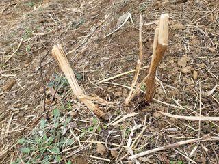 오목골농부님의 자유주제 · 자유게시판 작성글 사진