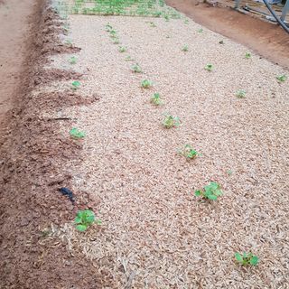 여울목님의 기타작물 · 자유게시판 작성글 사진