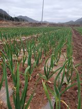 팜모닝 마늘·일상 게시글 이미지