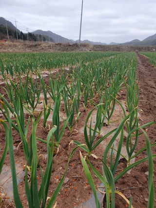 정석기님의 마늘 · 일상 작성글 사진