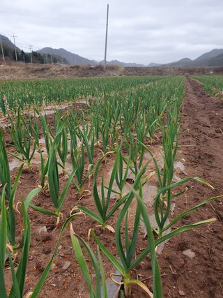 정석기님의 마늘 · 일상 작성글 사진