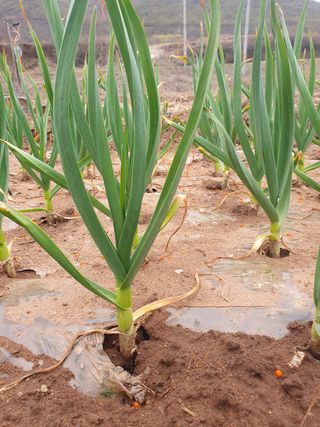 정석기님의 마늘 · 일상 작성글 사진