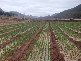 정석기님의 마늘 · 일상 작성글 사진