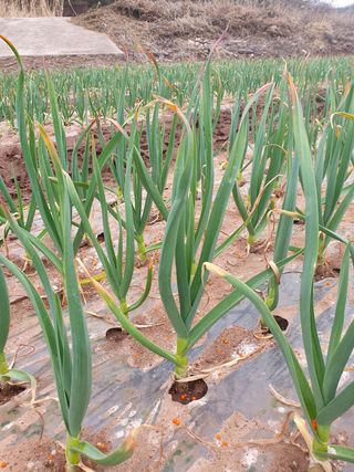 정석기님의 마늘 · 일상 작성글 사진