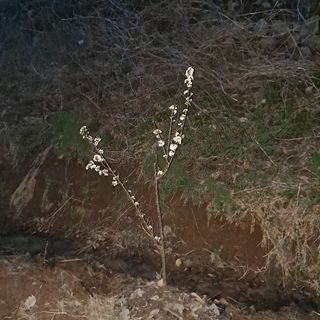 이은주(여성초보농민님의 복숭아 · 자유게시판 작성글 사진