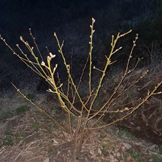 이은주(여성초보농민님의 복숭아 · 자유게시판 작성글 사진