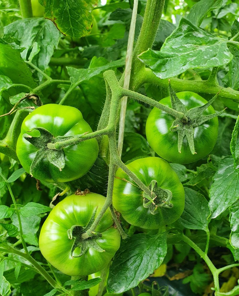 써니네님의 장터 판매 상품 [무농약인증 대저짭짤이토마토2.5키로] 첨부 사진