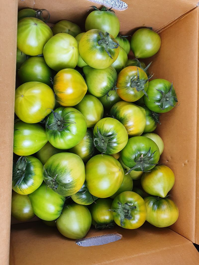 써니네님의 장터 판매 상품 [무농약인증 대저짭짤이토마토2.5키로] 첨부 사진