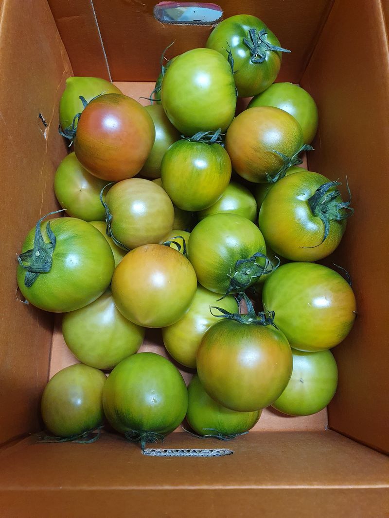 써니네님의 장터 판매 상품 [무농약인증 대저짭짤이토마토2.5키로] 첨부 사진