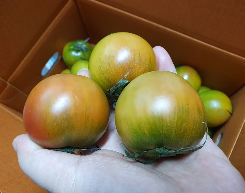 써니네님의 장터 판매 상품 [무농약인증 대저짭짤이토마토2.5키로] 첨부 사진