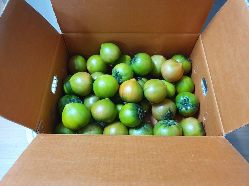 써니네님의 장터 판매 상품 [무농약인증 대저짭짤이토마토2.5키로] 첨부 사진