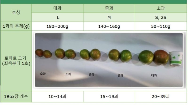 써니네님의 장터 판매 상품 [무농약인증 대저짭짤이토마토2.5키로] 첨부 사진