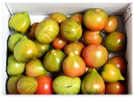 써니네님의 장터 판매 상품 [무농약인증 대저짭짤이토마토2.5키로] 첨부 사진