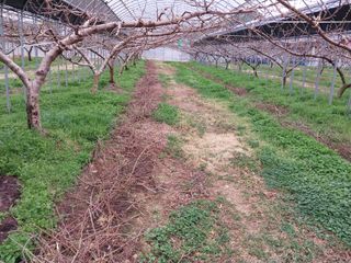 허부홍님의 복숭아 · 자유게시판 작성글 사진