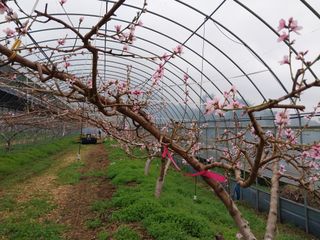 허부홍님의 복숭아 · 자유게시판 작성글 사진